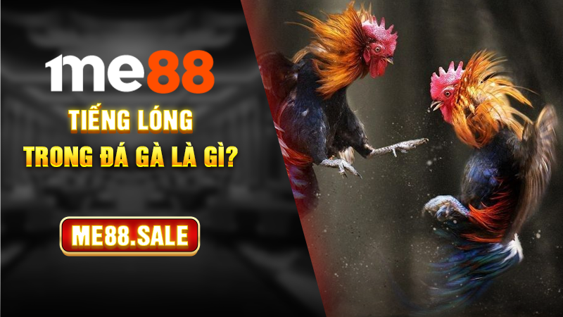 Tiếng lóng trong đá gà là gì?